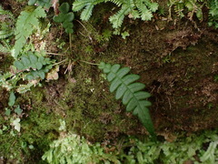 Blechnidium melanopus