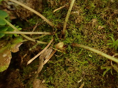 Blechnidium melanopus