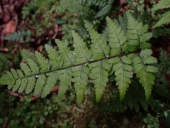Athyrium arisanense