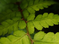 Athyrium arisanense
