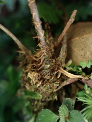 Athyrium arisanense