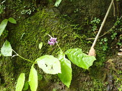 Conandron ramondioides