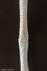 Ahaetulla