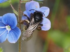 Andrena rogenhoferi