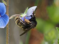 Andrena rogenhoferi