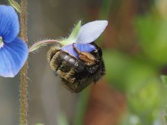 Andrena rogenhoferi