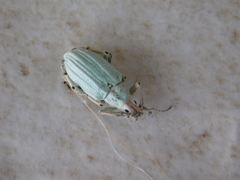 Compsus auricephalus