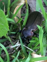 Carabus regalis