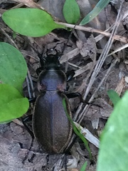 Carabus regalis