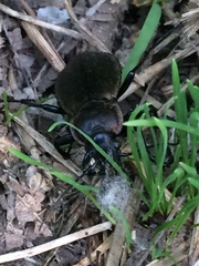Carabus regalis