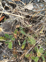 Acaena pinnatifida californica