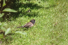 Junco hyemalis oreganus