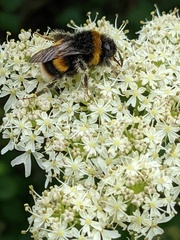 Bombus