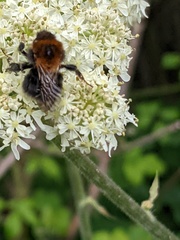 Bombus hypnorum