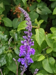 Linaria purpurea