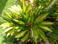 Tradescantia spathacea