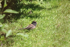 Junco hyemalis oreganus
