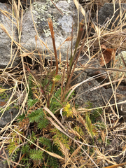 Acaena pinnatifida californica