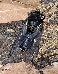 Hadoa chiricahua