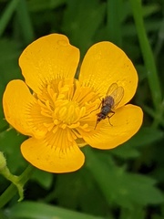 Thricops semicinereus