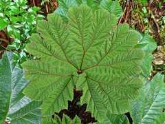 Gunnera insignis