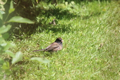 Junco hyemalis oreganus