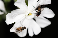 Thricops semicinereus