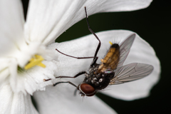 Thricops semicinereus