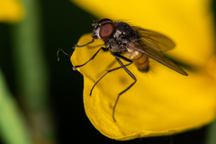 Thricops semicinereus