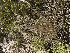 Xerochloa imberbis