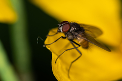 Thricops semicinereus