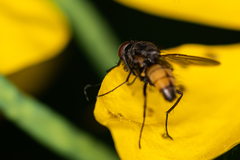 Thricops semicinereus