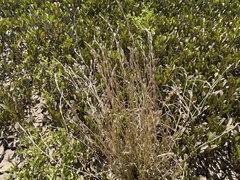 Xerochloa imberbis