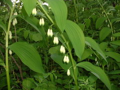 Polygonatum odoratum maximowiczii