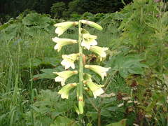 Cardiocrinum cordatum