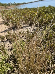 Xerochloa imberbis