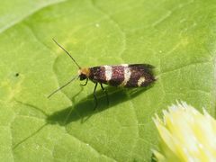 Micropterix aureatella