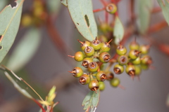 Eucalyptus socialis