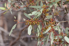 Eucalyptus socialis