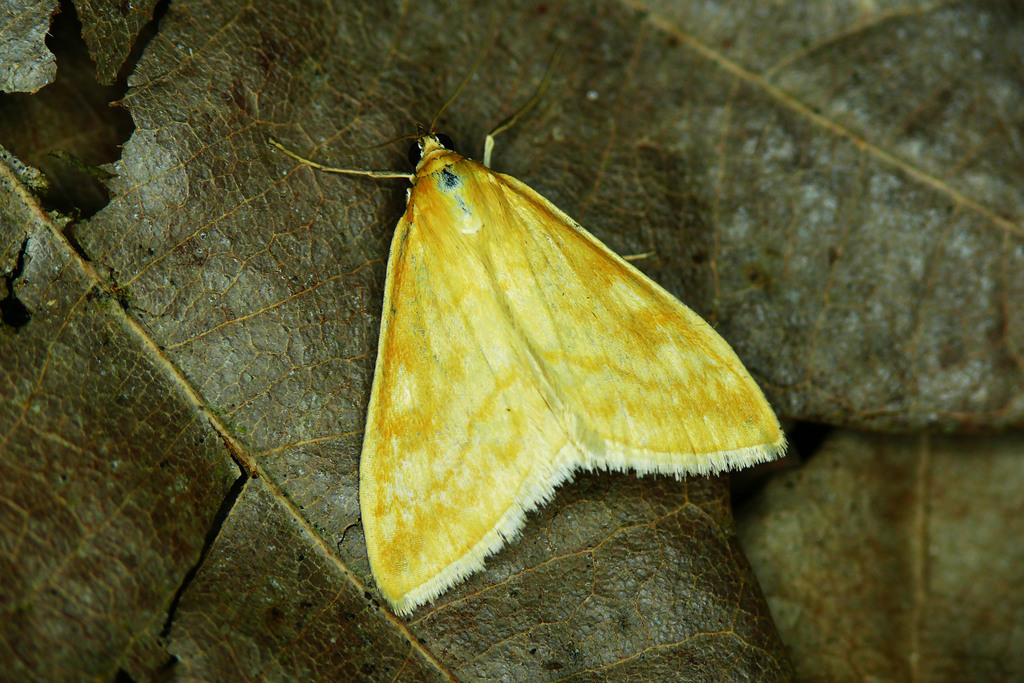 Lesser Pearl, photo 1 of 10