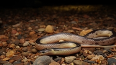 Blue Krait photo 3