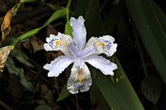 Iris formosana