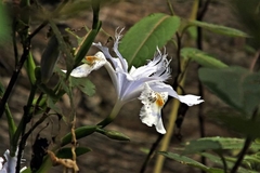 Iris formosana