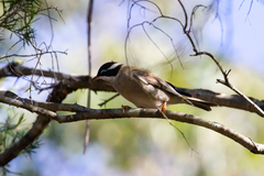 Melithreptus gularis