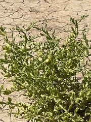 Pterocaulon sphacelatum