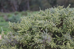 Maireana pyramidata