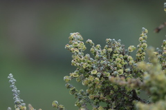 Maireana pyramidata