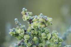 Maireana pyramidata