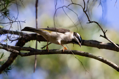 Melithreptus gularis