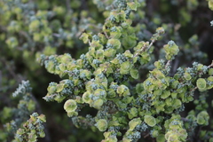 Maireana pyramidata